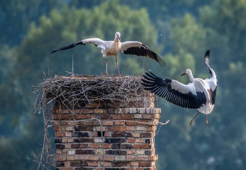 Professional Chimney Animal Removal Services in New Carrollton, Maryland