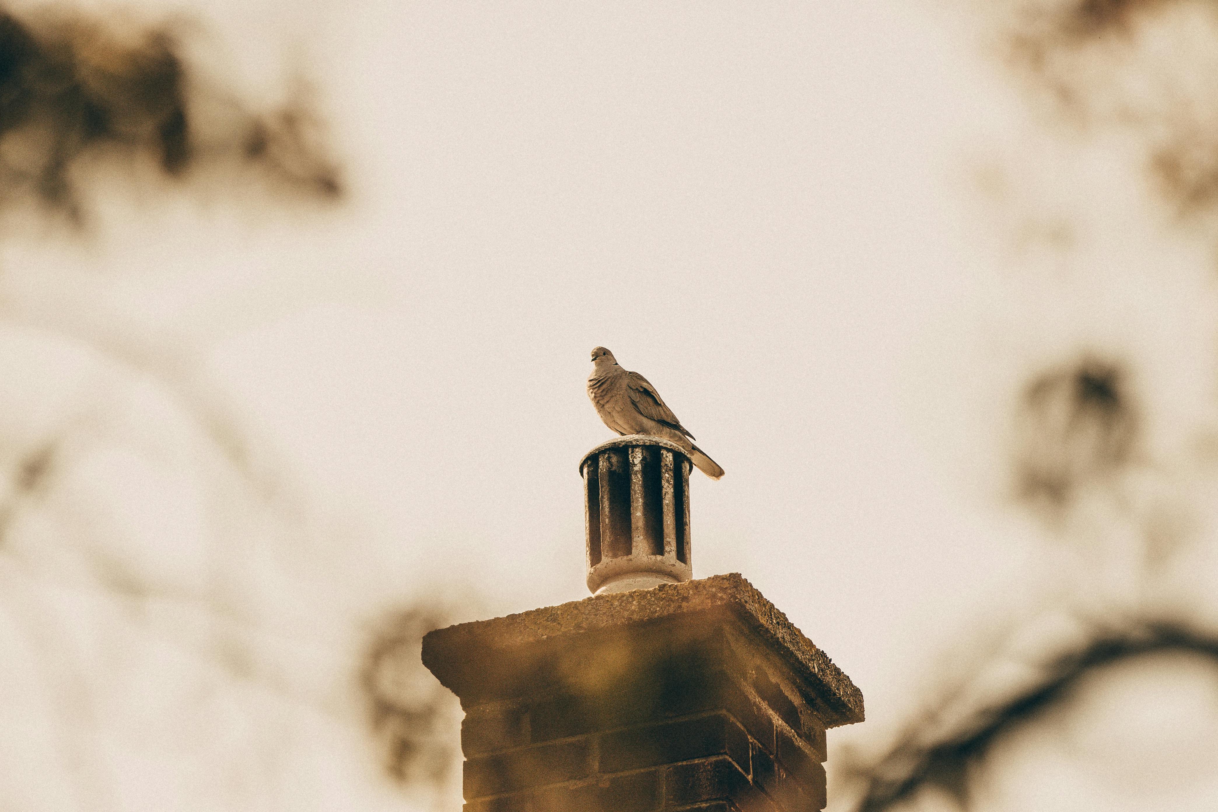 Quality Chimney Caps and Dampers Installation in New Carrollton, MD Professional Chimney Cap and Damper In New Carrollton Maryland